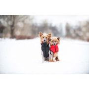 Manteau AiryVest CoLLaR réversible ultra-léger pour chiens actifs