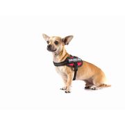 Harnais petit chien IDC Power BABY Julius-K9 chiens 0-5 kg