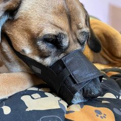 Muselière pour chiens nylon aéré ajustable facile à mettre 5 tailles