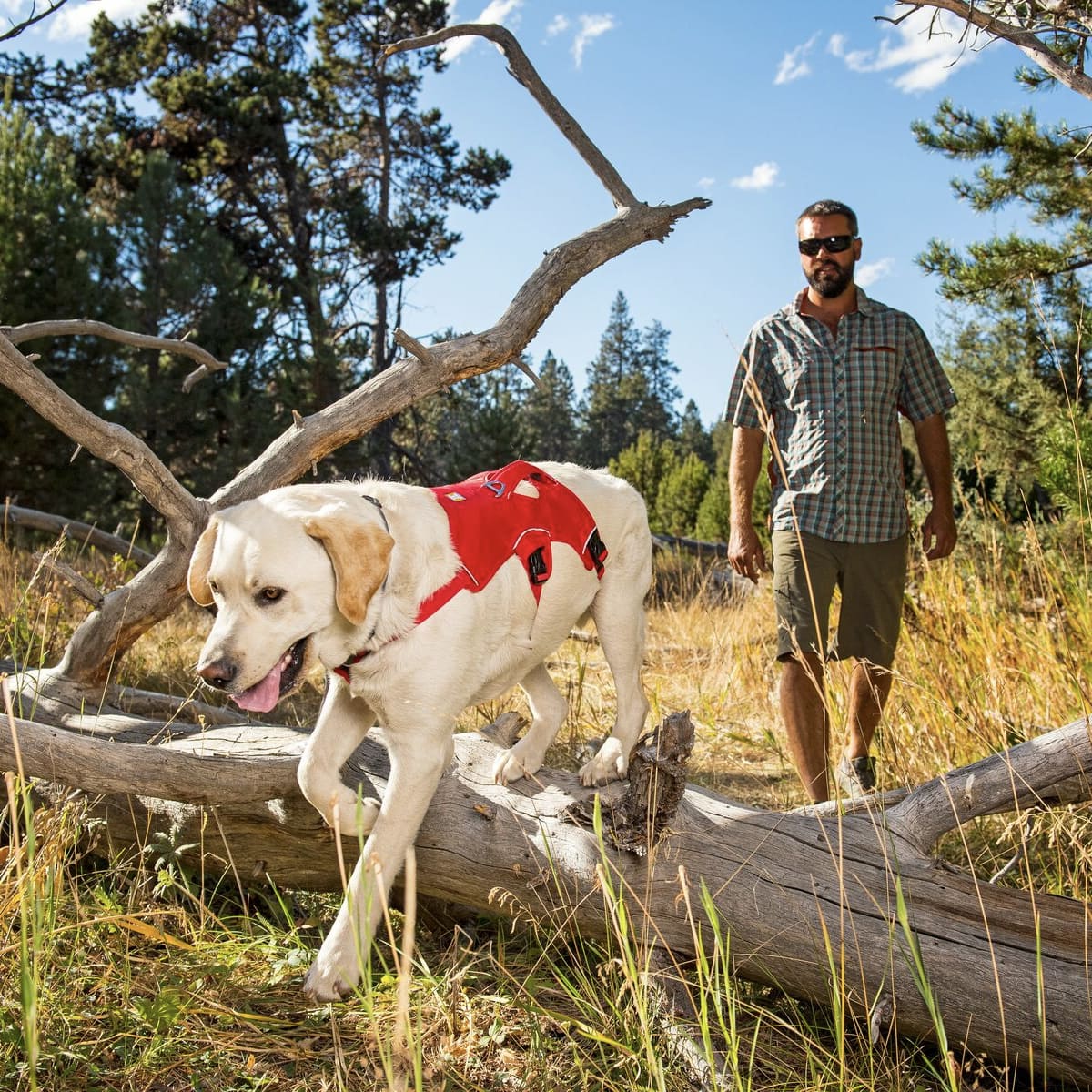 ruffwear web master harness
