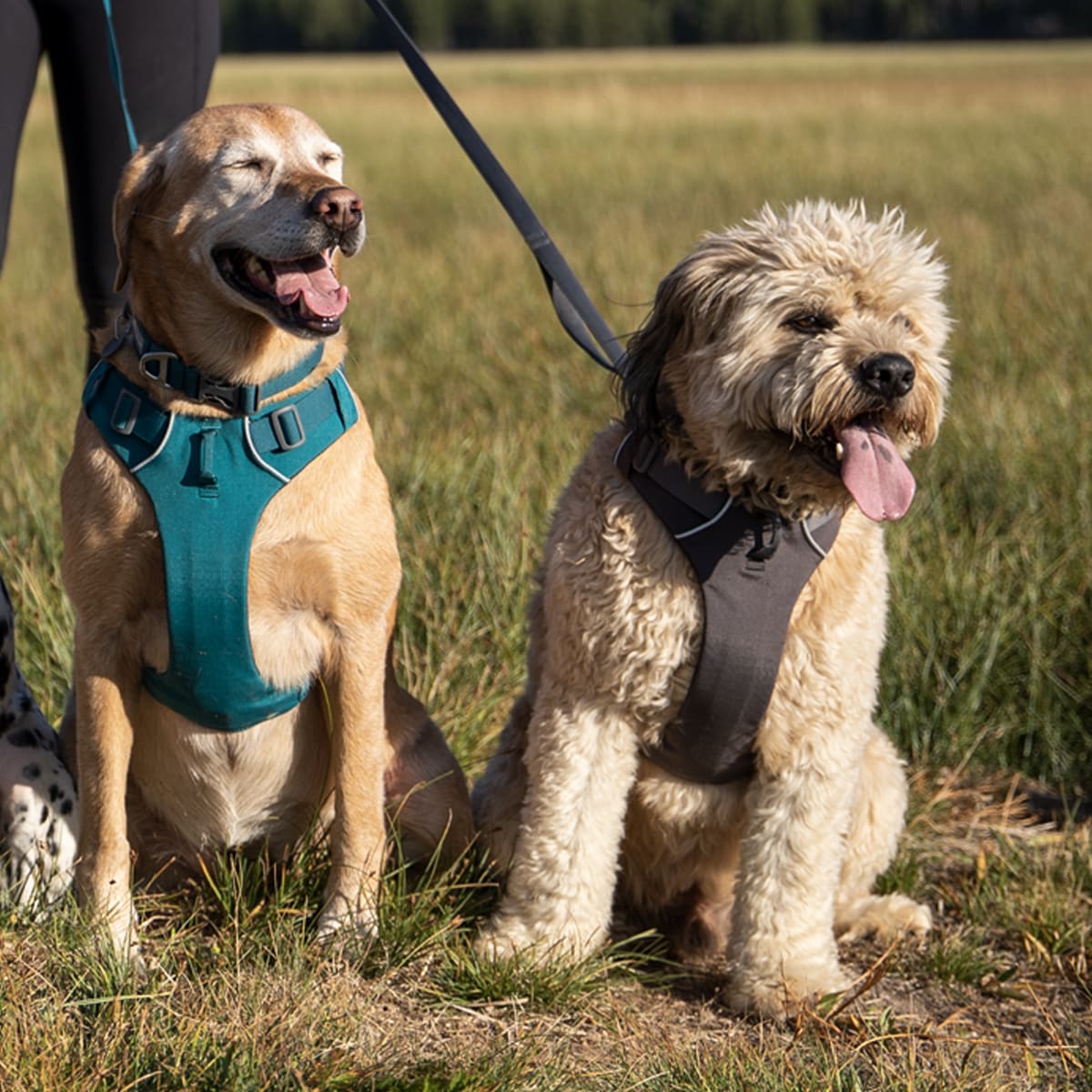 Harnais chiens Ruffwear Front Range rembourré à anneaux frontal et dorsal