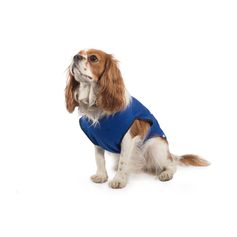 Manteau rafraichissant chien Ancol réfrigérant anti-chaleur l'été