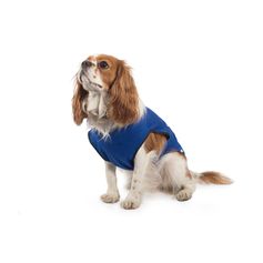 Manteau rafraîchissant pour chiens ANCOL