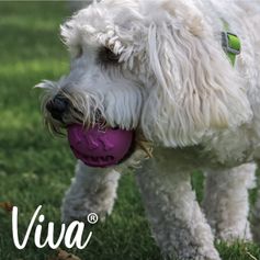 Balle à friandises pour chiens Ancol Viva Treat 8 cm