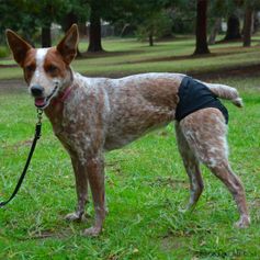 Slip hygiénique Hurtta BREEZY PANTS pour chiennes en chaleur ou âgées