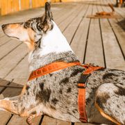 Harnais CASUAL en Y pour chiens Hurtta réfléchissant et rembourré