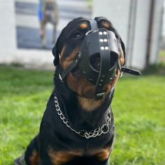 Muselière de frappe Malinois BergerAllemand DingoGear en cuir de vache