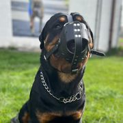 Muselière de frappe Malinois BergerAllemand DingoGear en cuir de vache