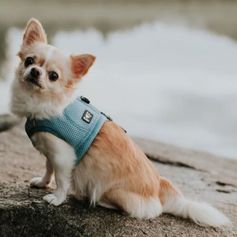 Veste rafraîchissante Hurtta COOLING pour petits chiens