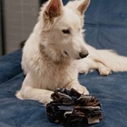 Tapis de fouille pour chiens en forme de balle 18 cm