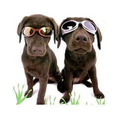 Lunettes chiens pour protection yeux Doggles ILS pour grands chiens