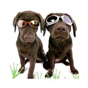 Lunettes chiens pour protection yeux Doggles ILS pour grands chiens