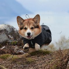 Manteau imperméable Hurtta DRIZZLE pour petits chiens en maille aérée