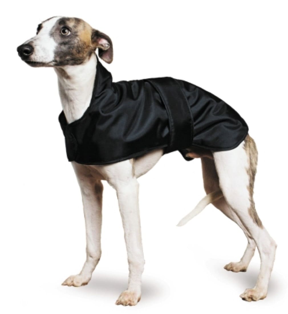 manteau pour greyhound