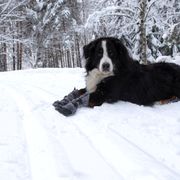 Chaussures chiens neige et froid HALLA LUX semelle TopGrip Paire de 2