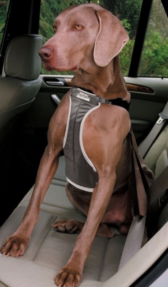 Adaptateur ceinture sécurité pour chien