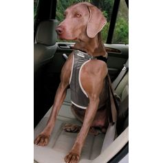 Harnais chien voiture TRAVEL, harnais voiture avec laisse courte Ancol