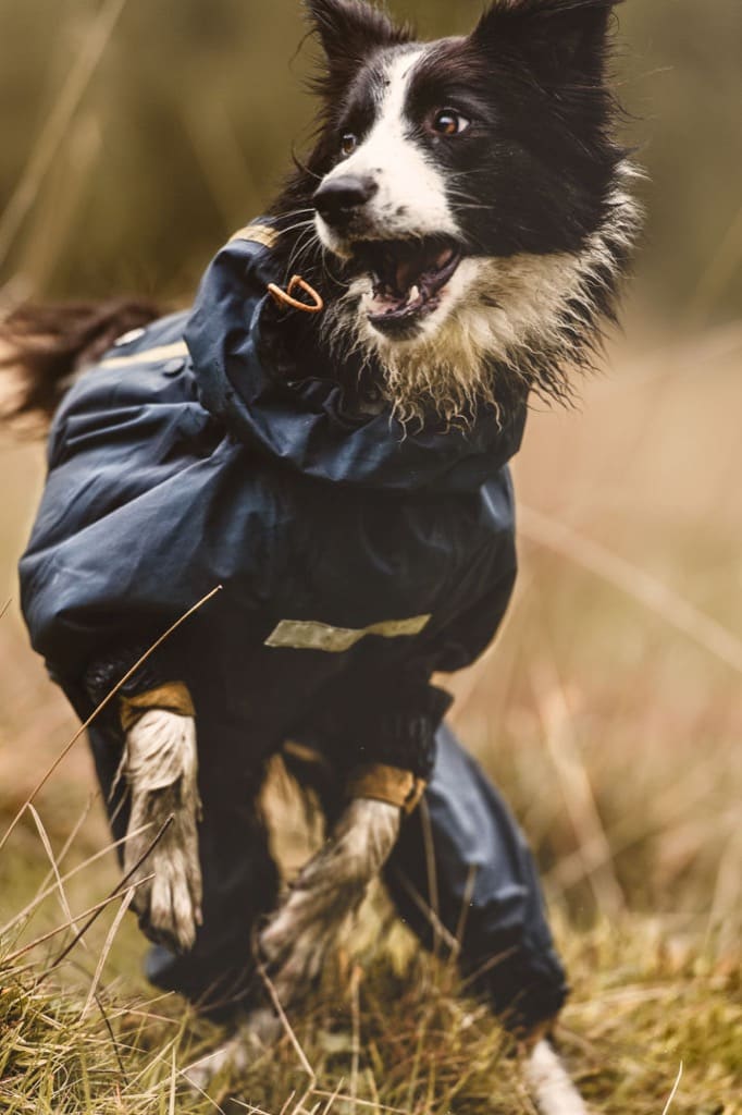 Wanderpfote Hundejacke In Grau, Verschieden Größen– Hunderegenmantel