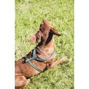 Harnais en Y pour grand chien Hurtta réfléchissant et rembourré en néoprène