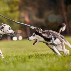 Laisse ressort Hurtta Spring Razzle-Dazzle 1,80 m x 25mm extensible