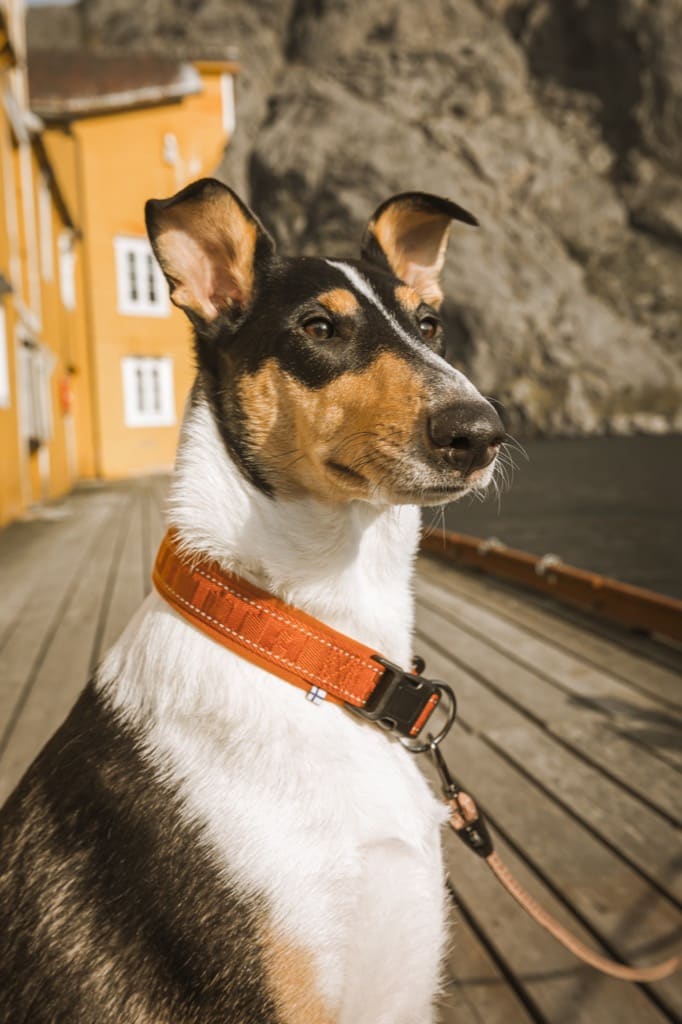 Collier pour chiens CASUAL Hurtta rembourré en nylon tissé