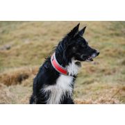 Collier Hurtta VENTURE léger et rembourré pour chiens