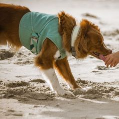 Gilet rafraichissant chien Hurtta Cooling Wrap protection anti-chaleur