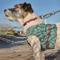 Veste chien réfléchissante Zhero Safety Wrap ECO turquoise Hurtta