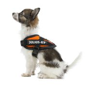 Harnais petit chien IDC Power BABY Julius-K9 chiens 0-5 kg