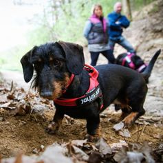 Harnais en T IDC Color&Gray Belt Julius-K9 léger à sangles