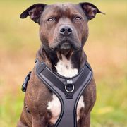 Harnais chien Julius-K9 en Y JK9®GO facile à mettre à anneau + poignée