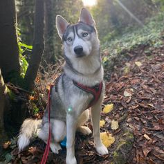Harnais chien Julius-K9 en Y JK9®GO facile à mettre à anneau + poignée