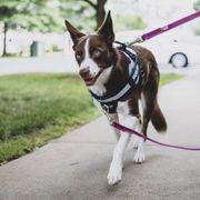Harnais Julius-K9 Y-Power chien personnalisable à 2 anneaux et poignée