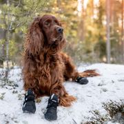 Chaussures chiens en softshell Finnero lot de 4 chaussons neige chien