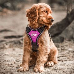 Harnais en Y pour chien confort Julius-K9 IDC®Longwalk anti à-coups