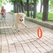 Anneau PitchDog jouet idéal pour les chiens actifs