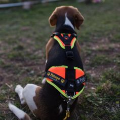 Harnais mantrailing Julius K9 Harnais pistage pour chien personnalisé
