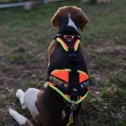 Harnais mantrailing Julius K9 Harnais pistage pour chien personnalisé