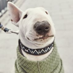 Collier Hurtta Razzle-Dazzle rembourré grandit avec le chien