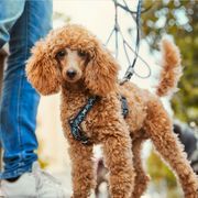 Harnais en Y Hurtta Razzle-Dazzle rembourré et grandit avec le chien