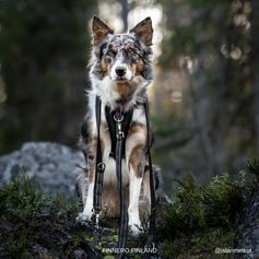 Laisse pour chien multifonction RESCUE à 3 points 150 -300 cm