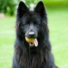 Jouet pour Chien Balle à Rapporter sur Corde avec Picots en Caoutchouc 8cm