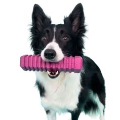 Bâton pour chien STICK 5 violet