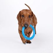 Frisbee chien SKY RINGS pour chien a tirer jouet en caoutchouc naturel