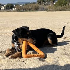 Jouet aquatique chien flottant rucan TriWater caoutchouc solide 16 cm