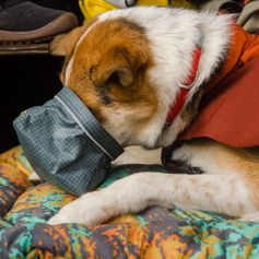 Gamelle pour chien GREAT BASIN™ étanche pliable réfléchissante 1 L