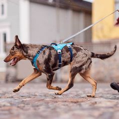 Harnais anti fugue chien Hurtta SafeGuard harnais en Y à 2 anneaux