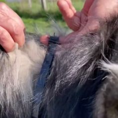 Collier anti puce chat et collier anti tique chien au géraniol