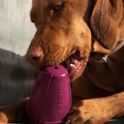 Jouet pour chien DOG CONIC jeu d'occupation chien ultra solide