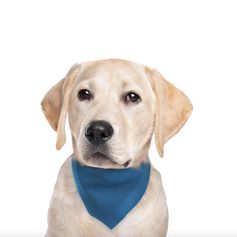 Bandana rafraîchissant pour chiens FouFit